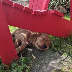 Meet your Posher, Ira